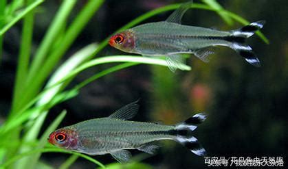 紅色觀賞魚|六種熱帶觀賞魚，繁殖能力超強，漂亮好養觀賞性高，。